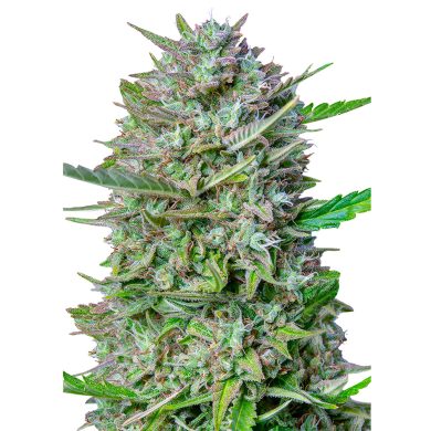 Mimosa Automatic Whole Plant Front View Royal Queen Seeds