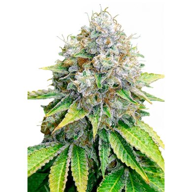 O.G. Kush Whole Plant Front View Royal Queen Seeds