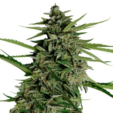 Orion F1 Hybrid Whole Plant Front View Royal Queen Seeds