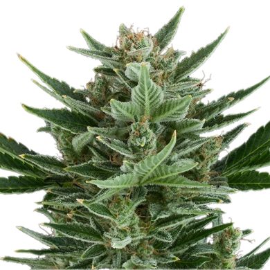 Quick One Automatic Plant Front View Royal Queen Seeds