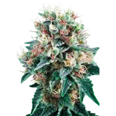 Royal Creamatic Automatic Whole Plant Front View Royal Queen Seeds