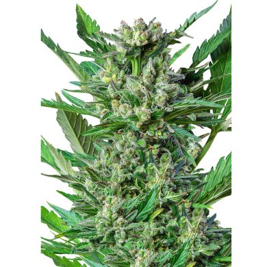 Royal Dwarf Automatic Whole Plant Front View Royal Queen Seeds