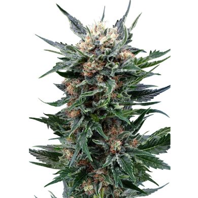 Royal Gorilla Whole Plant Front View Royal Queen Seeds