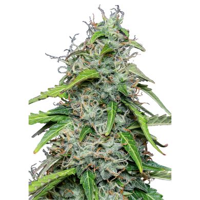 Royal Gorilla Automatic Whole Plant Front View Royal Queen Seeds