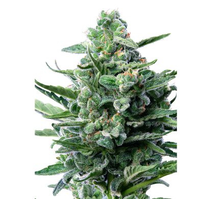 Royal Jack Automatic Whole Plant Front View Royal Queen Seeds