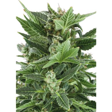 Royal Kush Automatic Whole Plant Front View Royal Queen Seeds