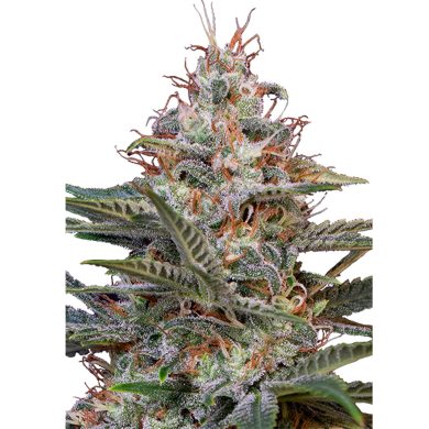 Shogun Whole Plant Front View Royal Queen Seeds