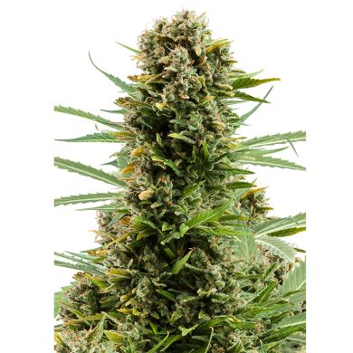 White Widow Automatic Whole Plant Front View Royal Queen Seeds