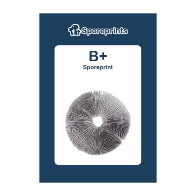 B+ Sporeprint 2