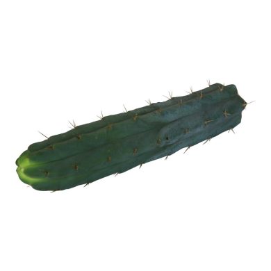 Cutting Bridgesii 25 – 29 cm 1