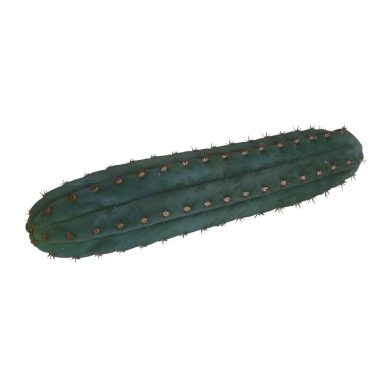 San Pedro cutting Pachanoi 25 – 29 cm 1