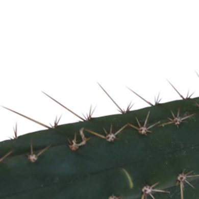 San Pedro cutting Pachanoi 25 – 29 cm 2