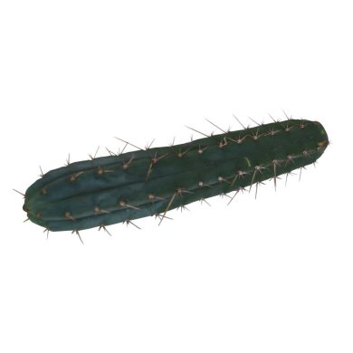 Cutting Macrogona 25 – 29 cm 1